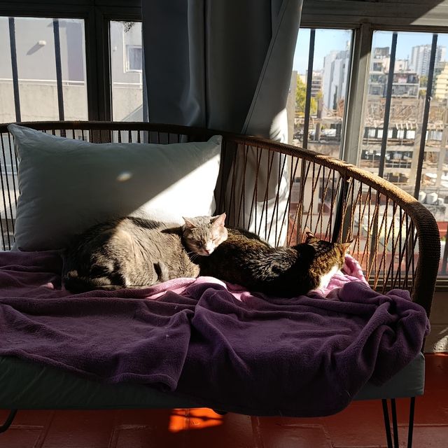 Milo y Zoe en el sillón